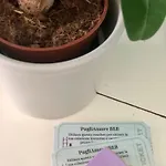 Pugliamore